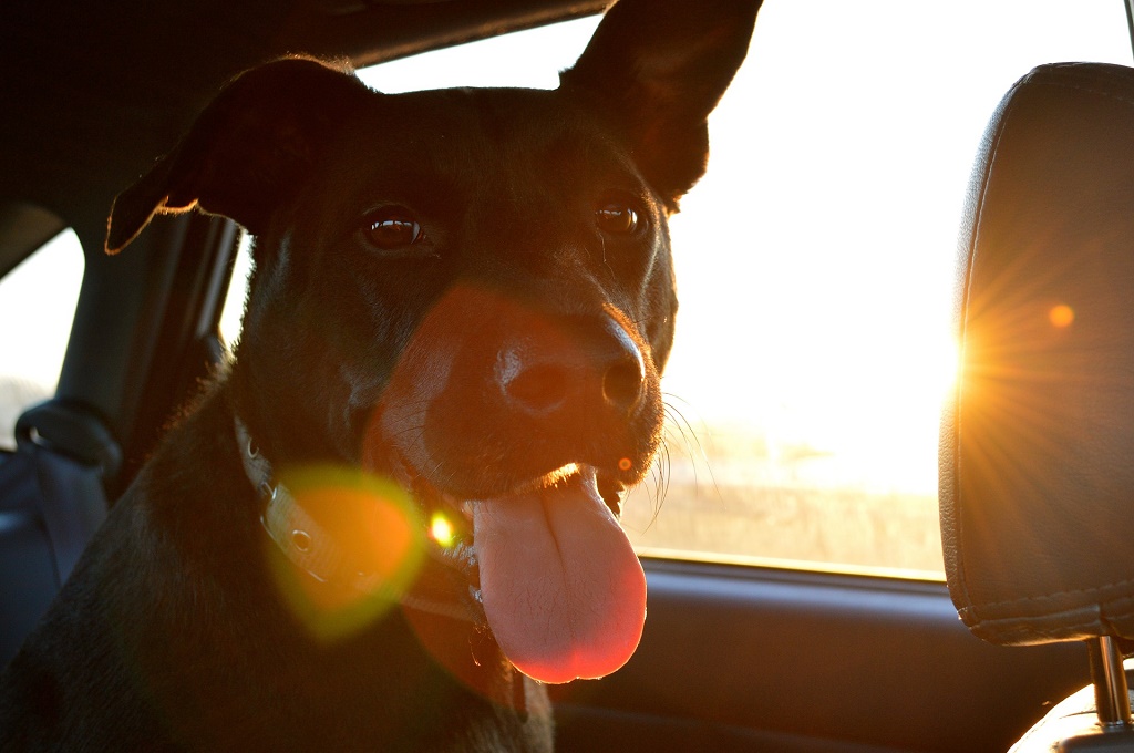 Dog in the car