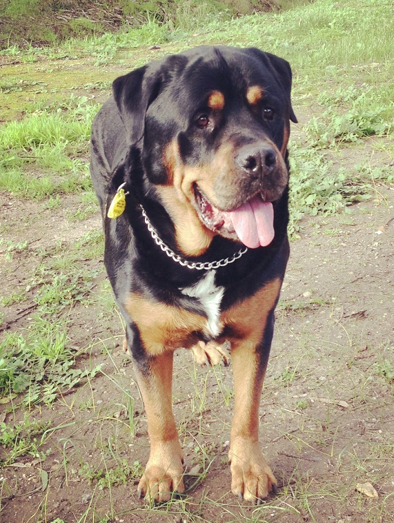 Rottweiler