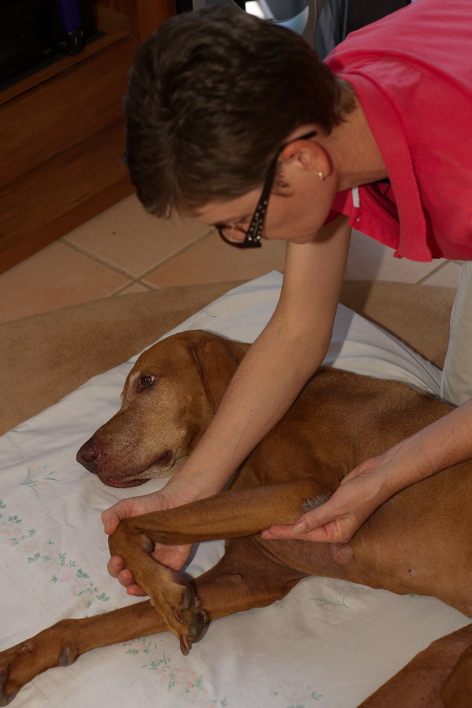 Canine massage