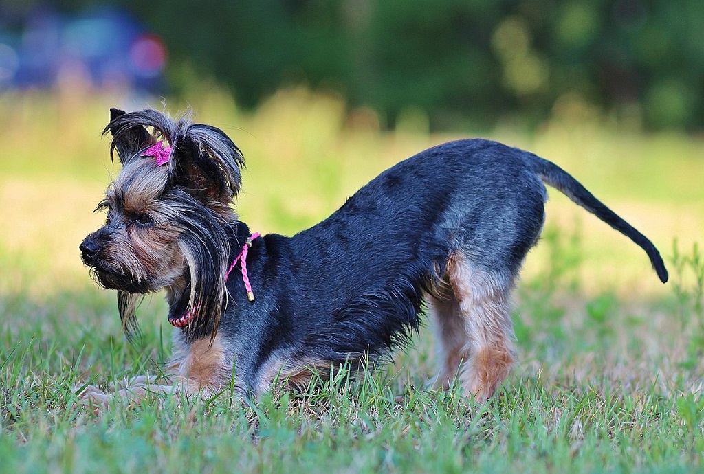 Teach your dog to bow