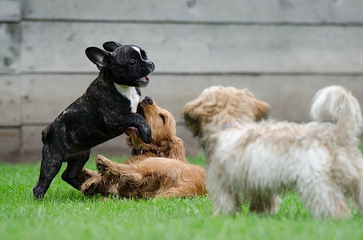 Appropriate exercise for puppies